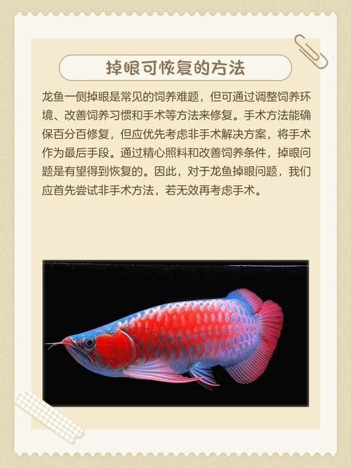 給我一些龍魚掉眼的恢復案例圖片（龍魚掉眼恢復案例）