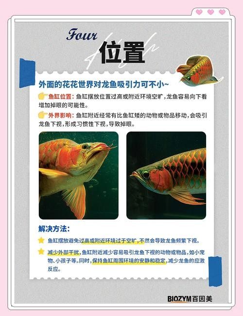 給我一些龍魚掉眼的恢復案例圖片（龍魚掉眼恢復案例）