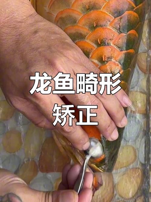 給我一些龍魚掉眼的恢復案例圖片（龍魚掉眼恢復案例）