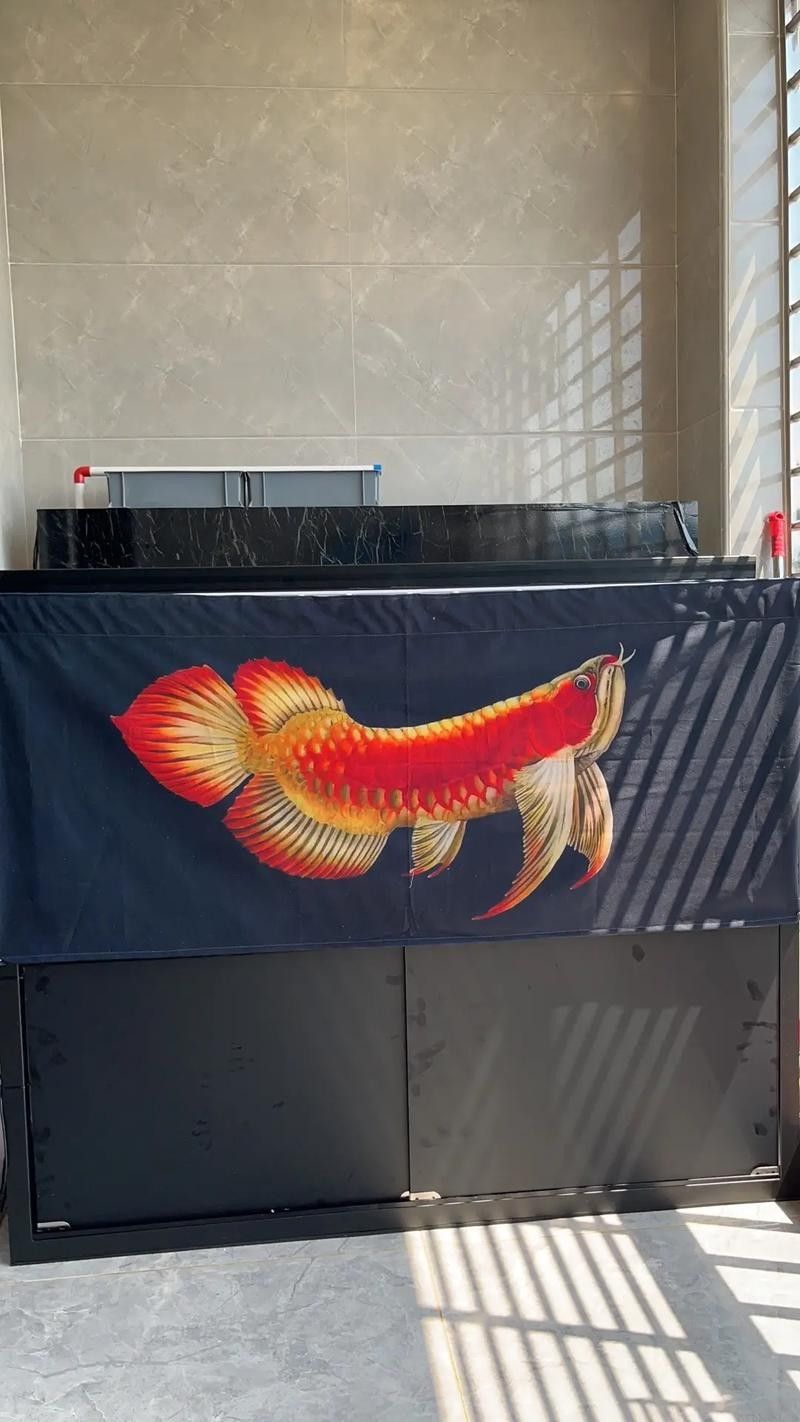給我一些龍魚掉眼的恢復案例圖片（龍魚掉眼恢復案例）