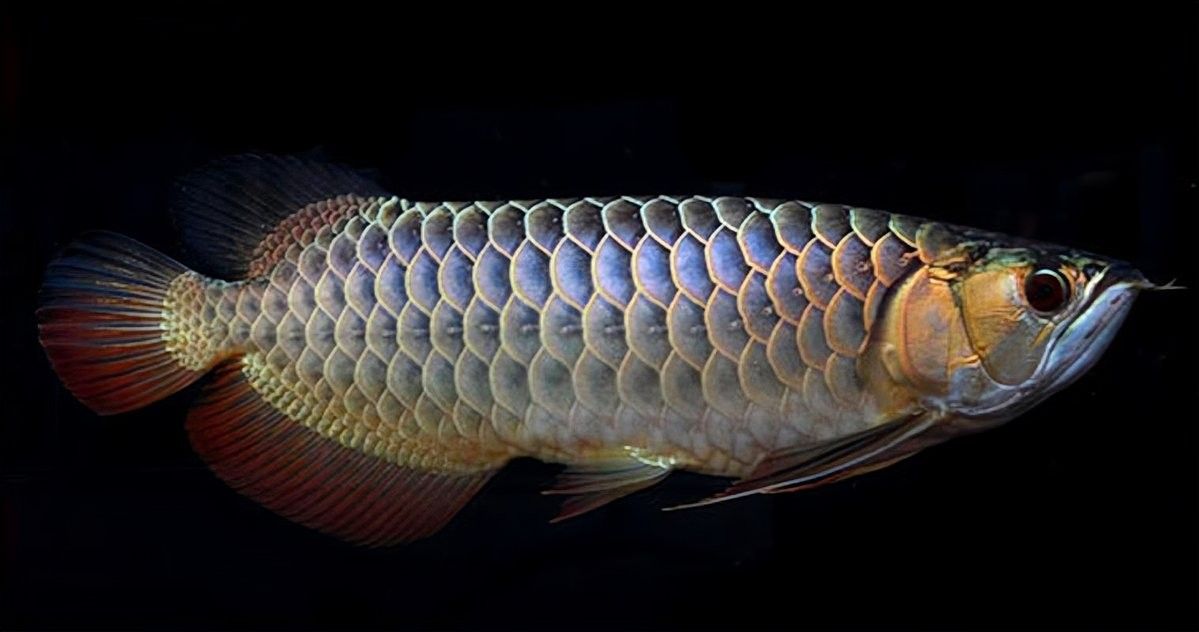 金龍魚爬背失敗后如何補救（金龍魚爬背失敗后多久能恢復金龍魚爬背失敗后還能恢復嗎）