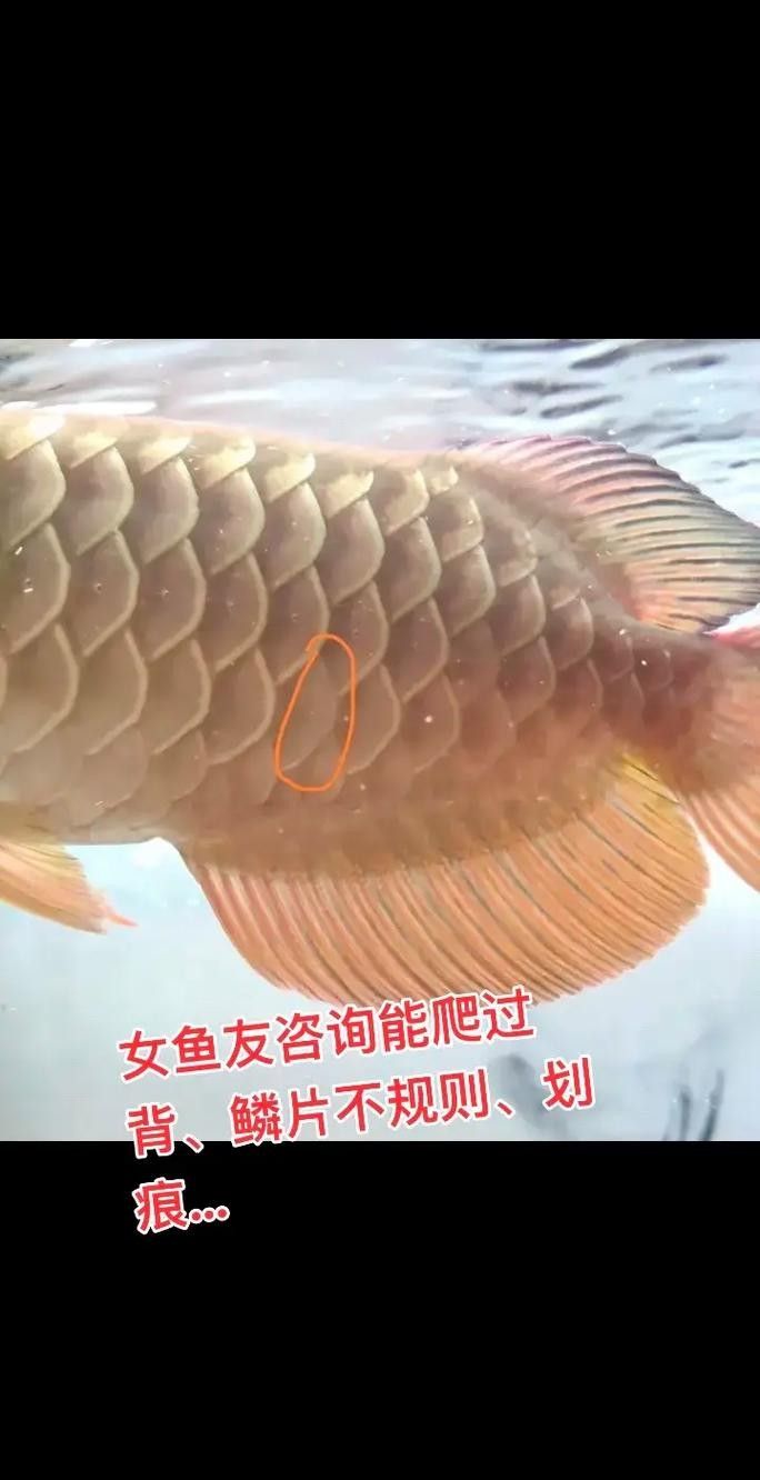 金龍魚爬背失敗后如何補救（金龍魚爬背失敗后多久能恢復金龍魚爬背失敗后還能恢復嗎）