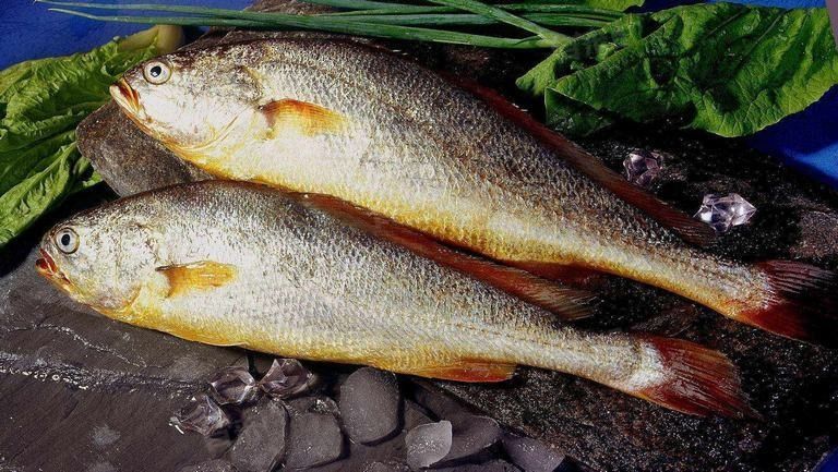 黃花魚和大黃魚哪個更好吃？（黃花魚和大黃魚到底差在哪里）