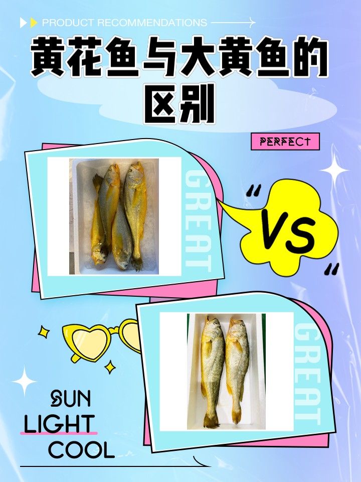 黃花魚和大黃魚哪個更好吃？（黃花魚和大黃魚到底差在哪里）