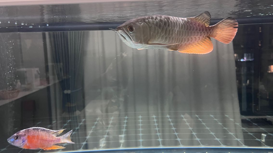 徹底收拾收拾,又干凈如新,魚也很悠閑很舒(_人見人愛評論:給魚缸大掃除換新水新過濾) 龍魚論壇 第1張 徹底收拾收拾,又干凈如新,魚也很悠閑很舒(_人見人愛評論:給魚缸大掃除換新水新過濾) 徹底收拾收拾,又干凈如新,魚也很悠閑很舒(_人見人愛評論:給魚缸大掃除換新水新過濾) 龍魚論壇 第1張