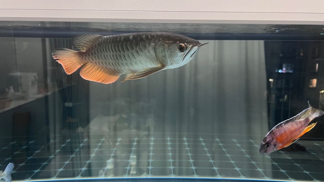 徹底收拾收拾,又干凈如新,魚也很悠閑很舒(_人見人愛評論:給魚缸大掃除換新水新過濾) 龍魚論壇 第2張 徹底收拾收拾,又干凈如新,魚也很悠閑很舒(_人見人愛評論:給魚缸大掃除換新水新過濾) 徹底收拾收拾,又干凈如新,魚也很悠閑很舒(_人見人愛評論:給魚缸大掃除換新水新過濾) 龍魚論壇 第2張