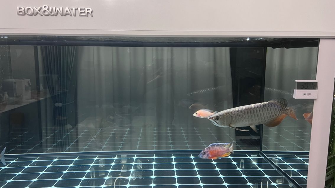 徹底收拾收拾,又干凈如新,魚也很悠閑很舒(_人見人愛評論:給魚缸大掃除換新水新過濾) 龍魚論壇 第8張 徹底收拾收拾,又干凈如新,魚也很悠閑很舒(_人見人愛評論:給魚缸大掃除換新水新過濾) 徹底收拾收拾,又干凈如新,魚也很悠閑很舒(_人見人愛評論:給魚缸大掃除換新水新過濾) 龍魚論壇 第8張