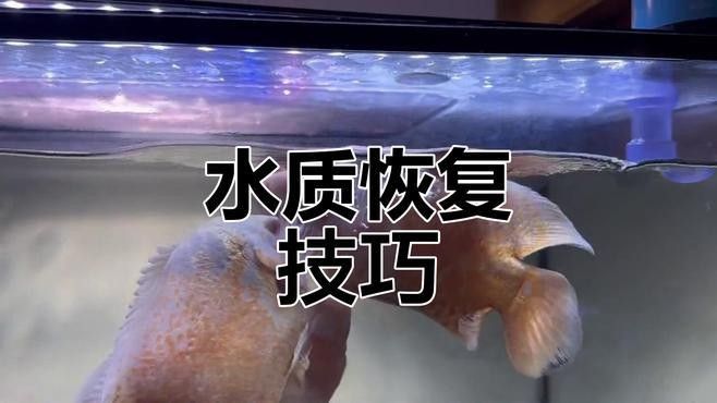 如何調整龍魚缸的水質（如何調整龍魚缸水質）