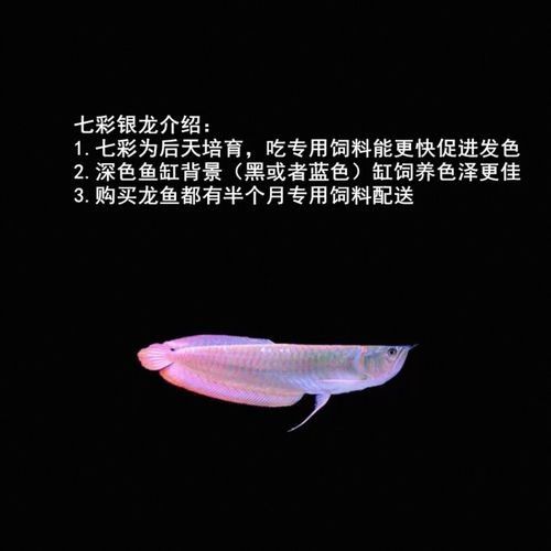 淡水龍魚的價格是多少？（淡水龍魚價格一般多少錢？） 淡水龍魚的價格是多少？（淡水龍魚價格一般多少錢？） 龍魚百科 第3張