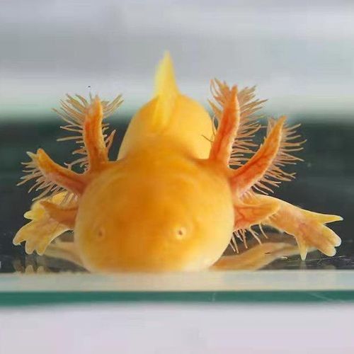 淡水龍魚的價格是多少？（淡水龍魚價格一般多少錢？） 淡水龍魚的價格是多少？（淡水龍魚價格一般多少錢？） 龍魚百科 第4張