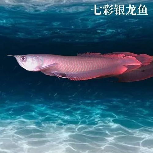 淡水龍魚的價格是多少？（淡水龍魚價格一般多少錢？） 淡水龍魚的價格是多少？（淡水龍魚價格一般多少錢？） 龍魚百科 第8張