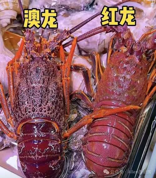 紅龍和澳龍哪個更適合家庭烹飪