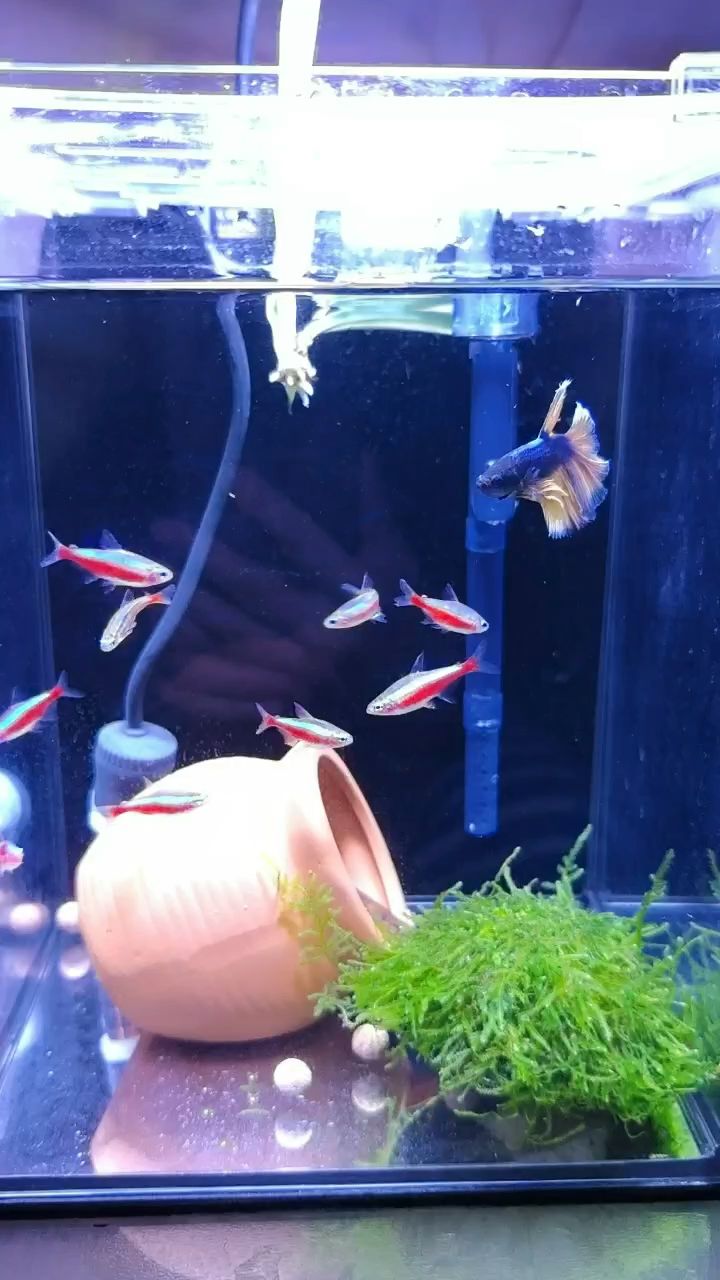 聰明的小斗魚 聰明的小斗魚 龍魚論壇