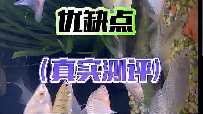 吉印刀鋒S系列有哪些型號？ 吉印刀鋒S系列有哪些型號？ 龍魚百科 第7張