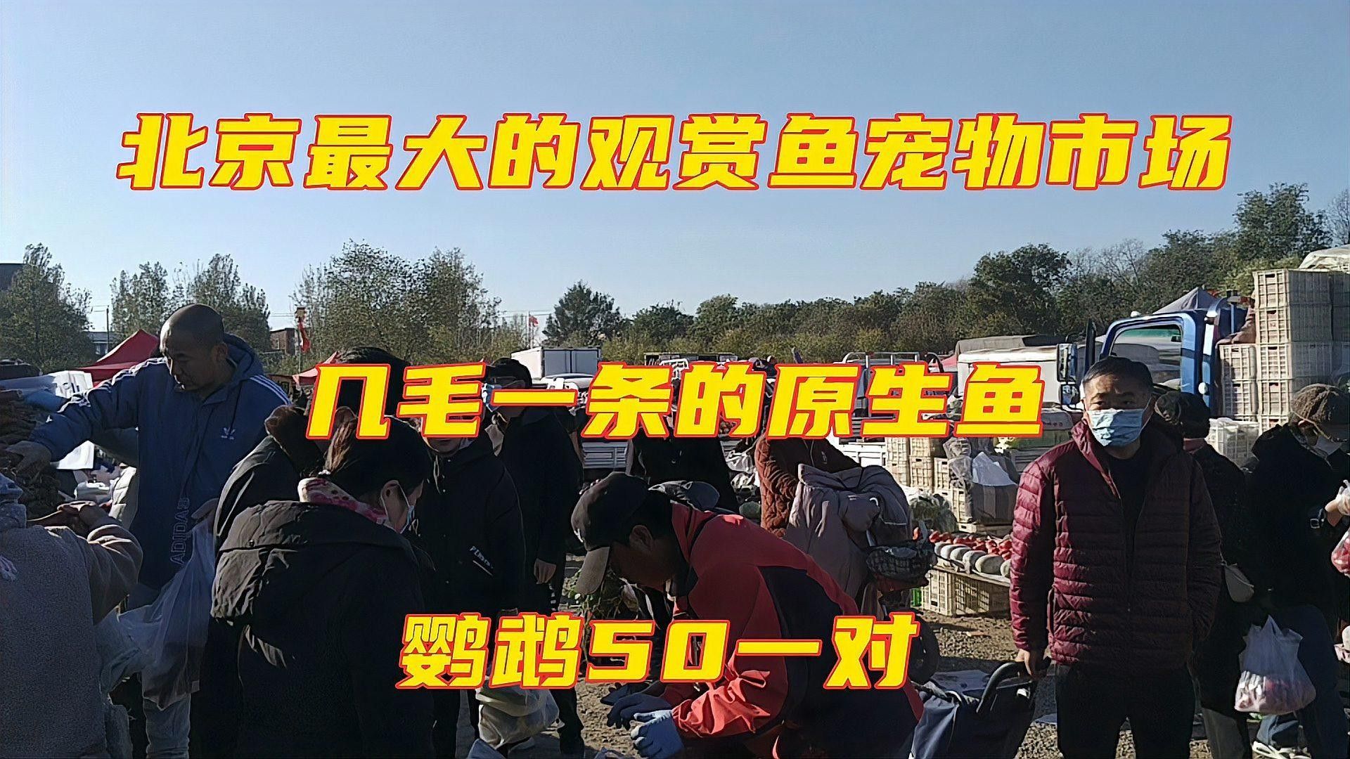 哪里可以購買到萬吉紅龍魚（萬吉紅龍魚在北京哪里可以買到品質(zhì)好的萬吉紅龍魚）