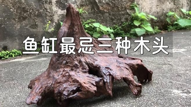 龍魚缸沉木如何預(yù)處理（龍魚缸沉木預(yù)處理方法）