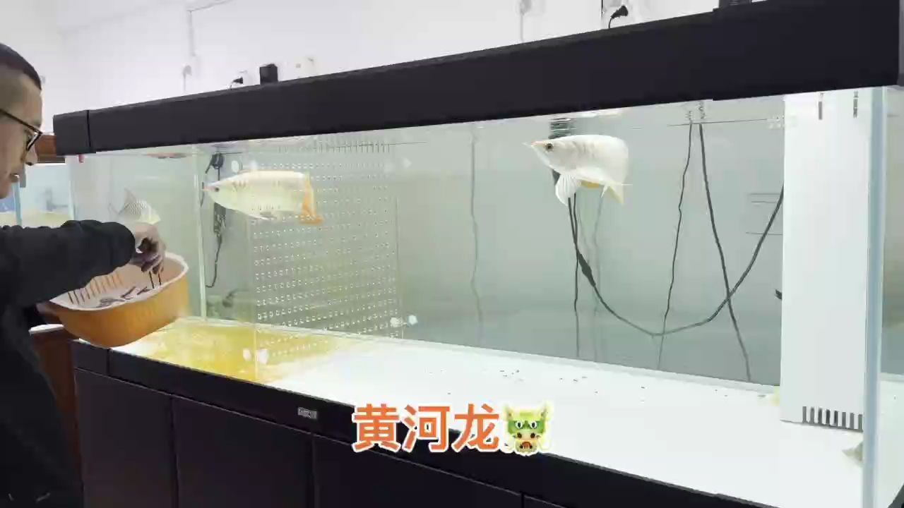 需要高端龍魚的老板聯系，山東省附近隨時送（高端龍魚的老板聯系，山東省附近隨時送）