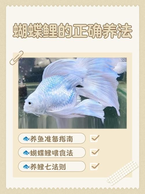 白金龍鳳鯉和蝴蝶鯉哪個更好養