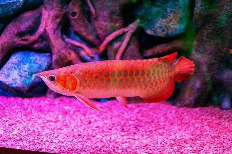 給我一些小紅龍魚的高清圖片(小紅龍魚的高清圖片) 龍魚百科 第19張 給我一些小紅龍魚的高清圖片(小紅龍魚的高清圖片) 給我一些小紅龍魚的高清圖片(小紅龍魚的高清圖片) 龍魚百科 第19張