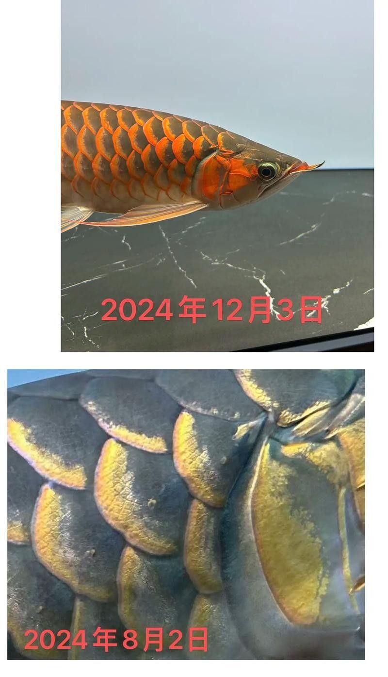給我一些小紅龍魚的高清圖片(小紅龍魚的高清圖片) 龍魚百科 第23張 給我一些小紅龍魚的高清圖片(小紅龍魚的高清圖片) 給我一些小紅龍魚的高清圖片(小紅龍魚的高清圖片) 龍魚百科 第23張