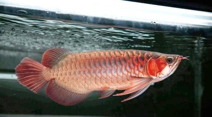 給我一些小紅龍魚的高清圖片(小紅龍魚的高清圖片) 龍魚百科 第35張 給我一些小紅龍魚的高清圖片(小紅龍魚的高清圖片) 給我一些小紅龍魚的高清圖片(小紅龍魚的高清圖片) 龍魚百科 第35張