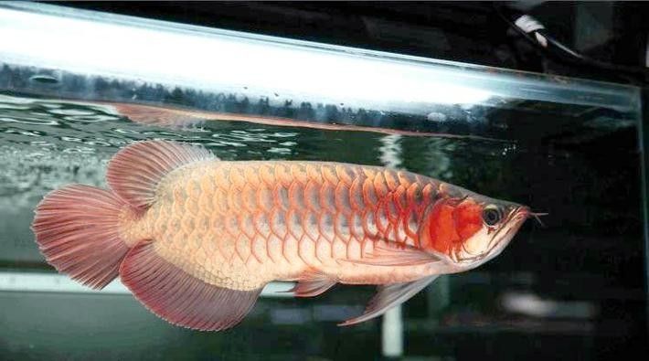 給我一些小紅龍魚的高清圖片(小紅龍魚的高清圖片) 龍魚百科 第37張 給我一些小紅龍魚的高清圖片(小紅龍魚的高清圖片) 給我一些小紅龍魚的高清圖片(小紅龍魚的高清圖片) 龍魚百科 第37張