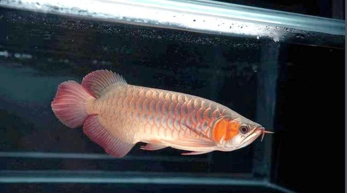 給我一些小紅龍魚的高清圖片(小紅龍魚的高清圖片) 龍魚百科 第36張 給我一些小紅龍魚的高清圖片(小紅龍魚的高清圖片) 給我一些小紅龍魚的高清圖片(小紅龍魚的高清圖片) 龍魚百科 第36張