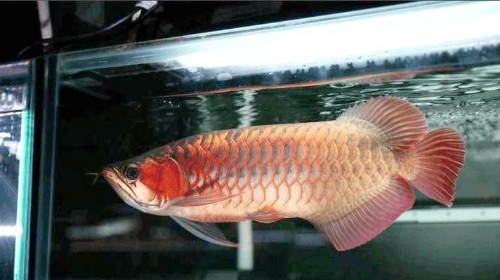 給我一些小紅龍魚的高清圖片(小紅龍魚的高清圖片) 龍魚百科 第39張 給我一些小紅龍魚的高清圖片(小紅龍魚的高清圖片) 給我一些小紅龍魚的高清圖片(小紅龍魚的高清圖片) 龍魚百科 第39張