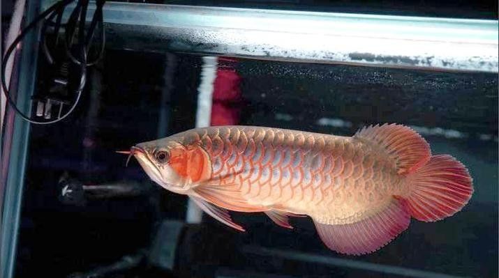 給我一些小紅龍魚的高清圖片(小紅龍魚的高清圖片) 龍魚百科 第42張 給我一些小紅龍魚的高清圖片(小紅龍魚的高清圖片) 給我一些小紅龍魚的高清圖片(小紅龍魚的高清圖片) 龍魚百科 第42張