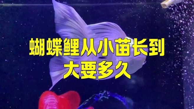 蝴蝶鯉多久能長大？（pimephalespromelas蝴蝶鯉一年長了3cm正常嗎） 蝴蝶鯉多久能長大？（pimephalespromelas蝴蝶鯉一年長了3cm正常嗎） 龍魚百科 第1張