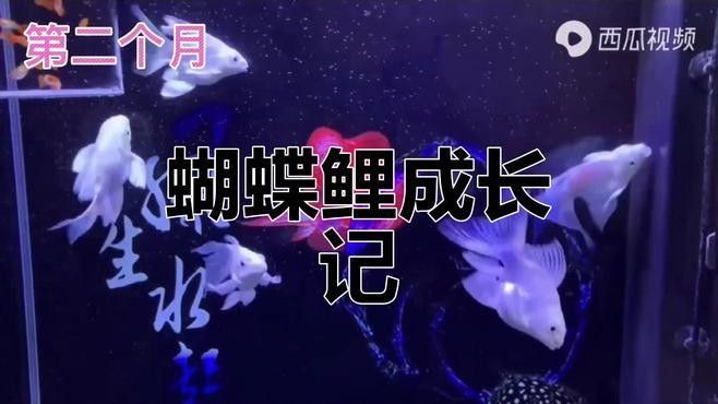 蝴蝶鯉多久能長大？（pimephalespromelas蝴蝶鯉一年長了3cm正常嗎） 蝴蝶鯉多久能長大？（pimephalespromelas蝴蝶鯉一年長了3cm正常嗎） 龍魚百科 第5張