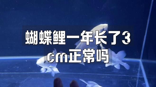 蝴蝶鯉多久能長大？（pimephalespromelas蝴蝶鯉一年長了3cm正常嗎） 蝴蝶鯉多久能長大？（pimephalespromelas蝴蝶鯉一年長了3cm正常嗎） 龍魚百科 第3張