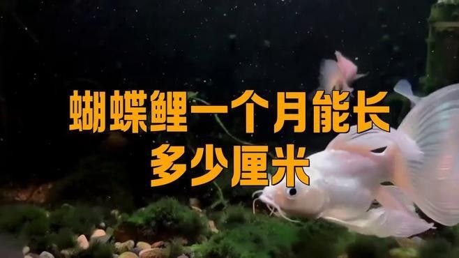 蝴蝶鯉多久能長大？（pimephalespromelas蝴蝶鯉一年長了3cm正常嗎） 蝴蝶鯉多久能長大？（pimephalespromelas蝴蝶鯉一年長了3cm正常嗎） 龍魚百科 第4張