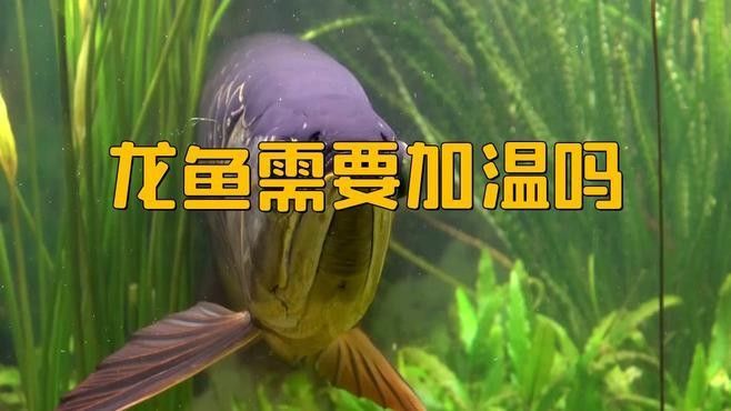 龍魚不加溫能養嗎？（龍魚冬天不加溫能活嗎龍魚不加溫行不行易車網） 龍魚不加溫能養嗎？（龍魚冬天不加溫能活嗎龍魚不加溫行不行易車網） 龍魚百科 第2張