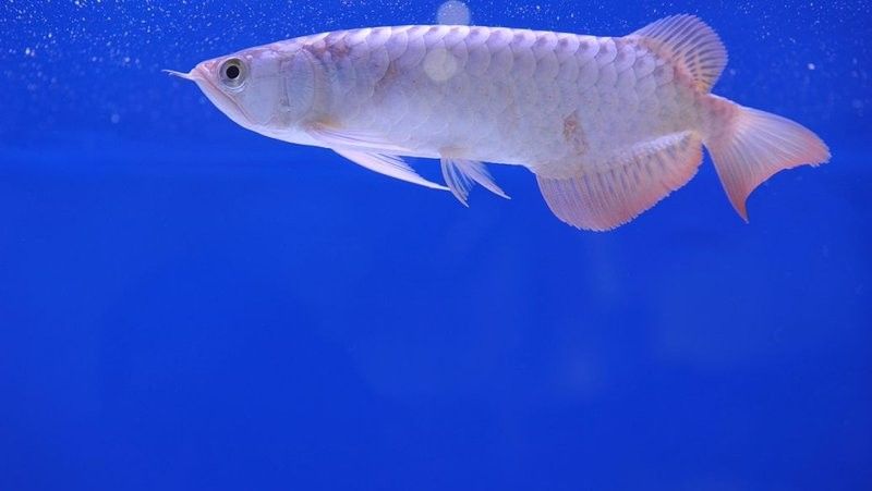 清苑哪個水族館龍魚好？祥龍魚場龍魚（廣州龍魚祥龍魚場紅龍怎么樣祥龍魚場龍魚養殖技巧） 清苑哪個水族館龍魚好？祥龍魚場龍魚（廣州龍魚祥龍魚場紅龍怎么樣祥龍魚場龍魚養殖技巧） 龍魚百科 第10張