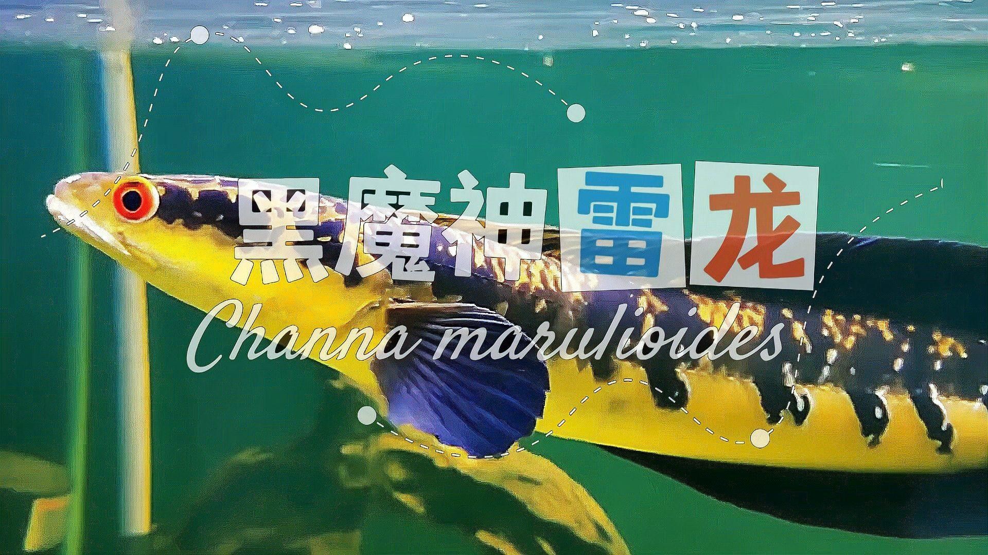 黑魔神雷龍能長多大？（最全雷龍品種介紹黑魔神雷龍/藍腹雷龍/藍腹雷龍） 黑魔神雷龍能長多大？（最全雷龍品種介紹黑魔神雷龍/藍腹雷龍/藍腹雷龍） 龍魚百科 第2張