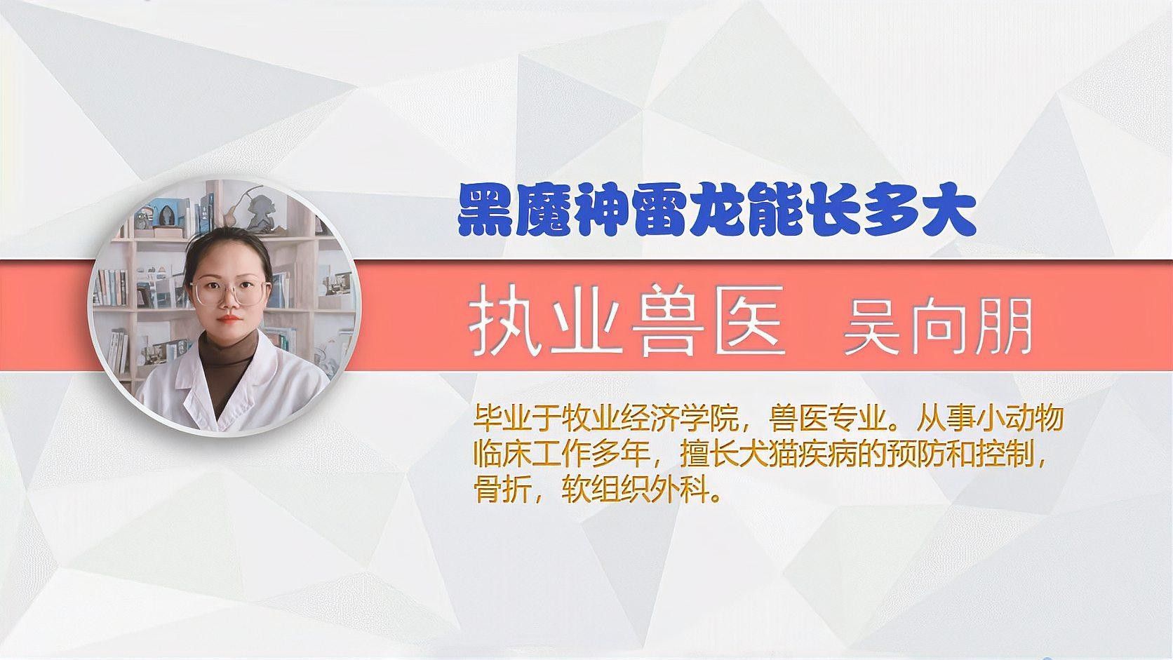 黑魔神雷龍能長多大？（最全雷龍品種介紹黑魔神雷龍/藍腹雷龍/藍腹雷龍） 黑魔神雷龍能長多大？（最全雷龍品種介紹黑魔神雷龍/藍腹雷龍/藍腹雷龍） 龍魚百科 第1張