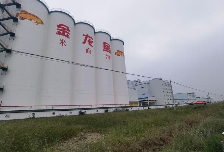 金龍魚和中糧的市場份額對比 龍魚百科 第5張 金龍魚和中糧的市場份額對比 金龍魚和中糧的市場份額對比 龍魚百科 第5張
