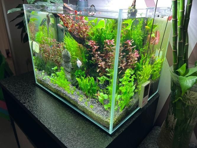 如何選擇適合養(yǎng)龍魚的魚缸(養(yǎng)龍魚的魚缸選擇是確保魚類健康和環(huán)境適宜的關(guān)鍵) 龍魚百科 第15張 如何選擇適合養(yǎng)龍魚的魚缸(養(yǎng)龍魚的魚缸選擇是確保魚類健康和環(huán)境適宜的關(guān)鍵) 如何選擇適合養(yǎng)龍魚的魚缸(養(yǎng)龍魚的魚缸選擇是確保魚類健康和環(huán)境適宜的關(guān)鍵) 龍魚百科 第15張