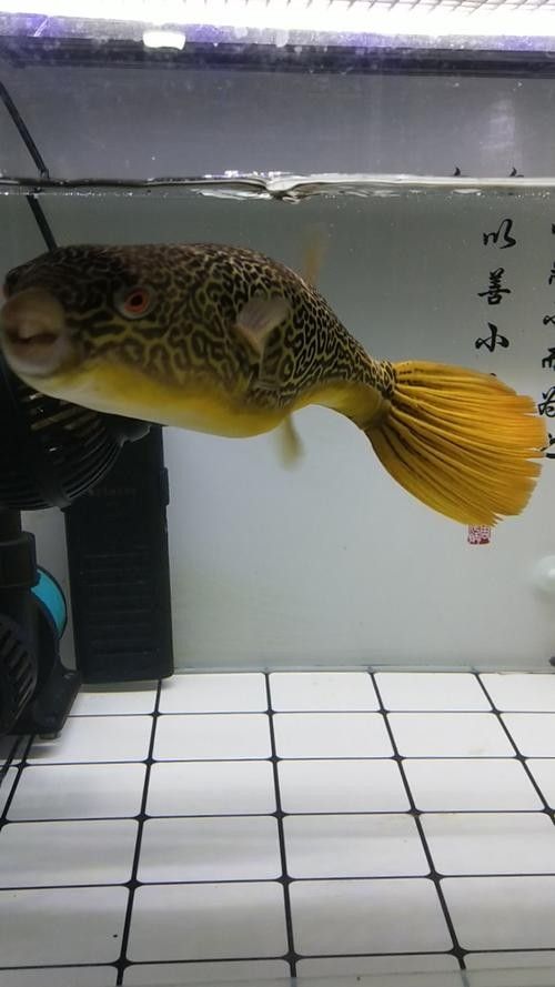 如何選擇性格溫和的狗頭魚