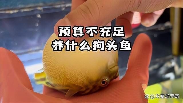 如何選擇性格溫和的狗頭魚