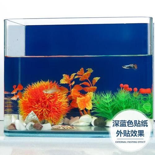 藍色金龍魚如何養護（如何正確飼養藍色金龍魚）