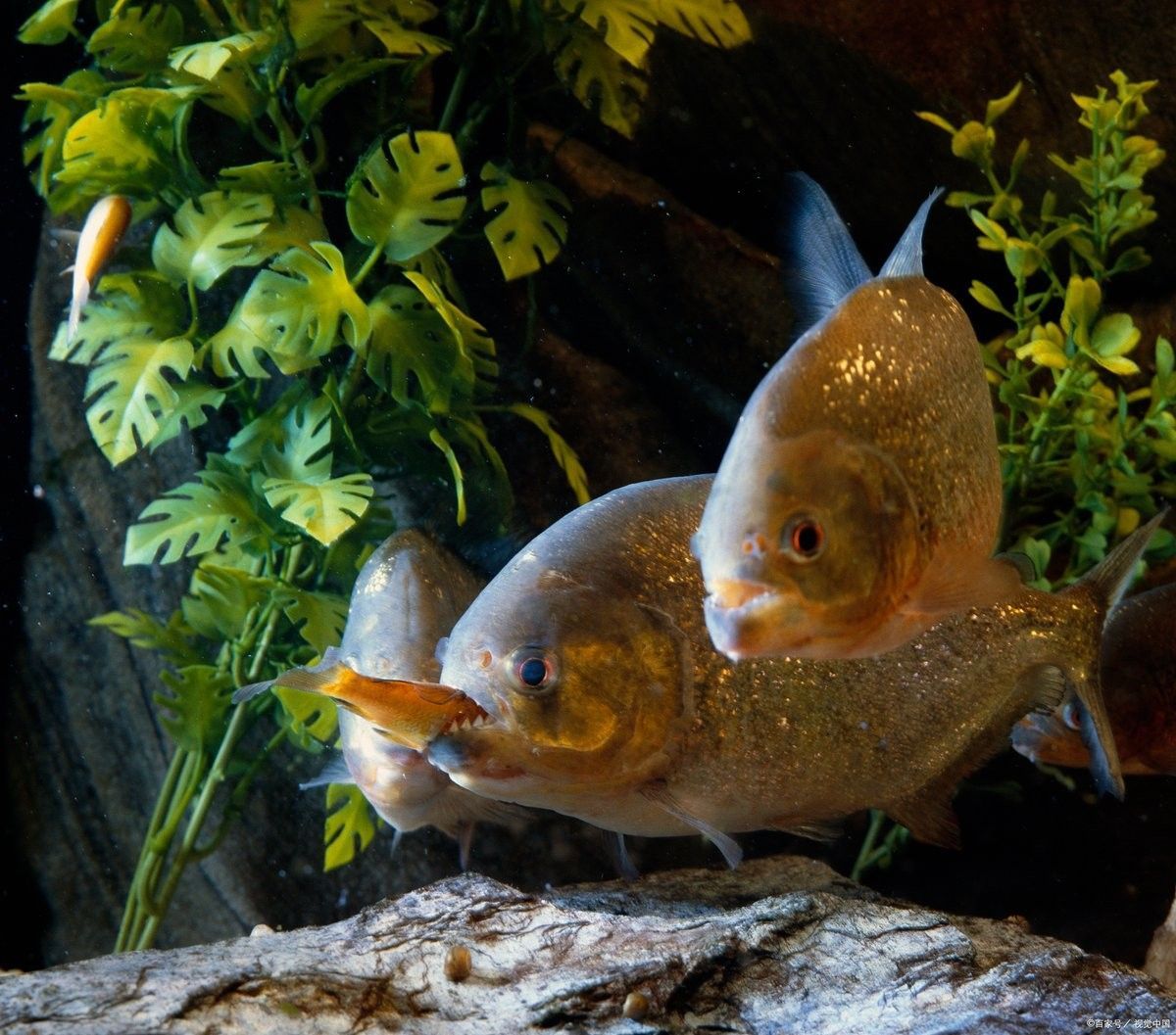 自然光下藍底過背金龍魚顏色會變化嗎？（自然光下藍底過背金龍魚的顏色變化）