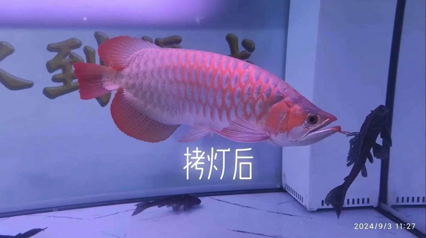 哪種品牌的龍魚缸燈最好