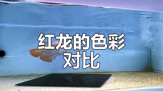 如何判斷紅龍魚是否適應自然光？（判斷紅龍魚是否適應自然光的幾個關鍵步驟判斷紅龍魚是否適應自然光）