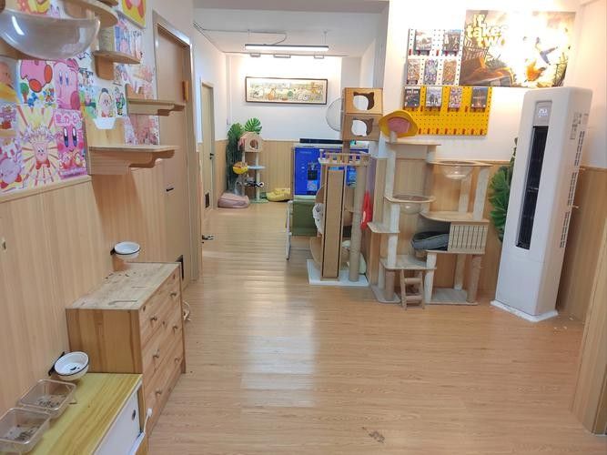 雙養龍貓需要多大的活動空間