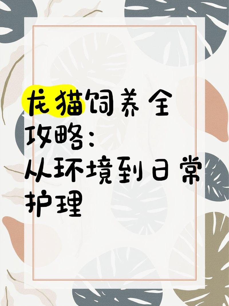 雙養龍貓需要多大的活動空間