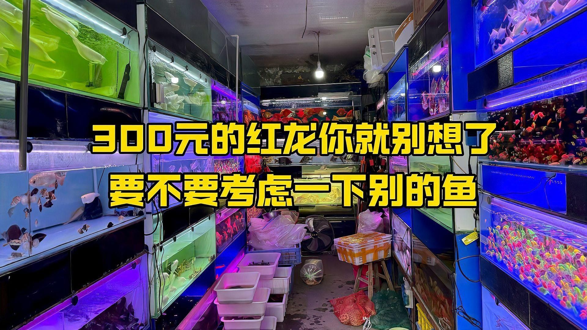 紅龍魚的價格波動大嗎？（<strong><mark>昆明</mark></strong>紅龍魚價格2688貴嗎）