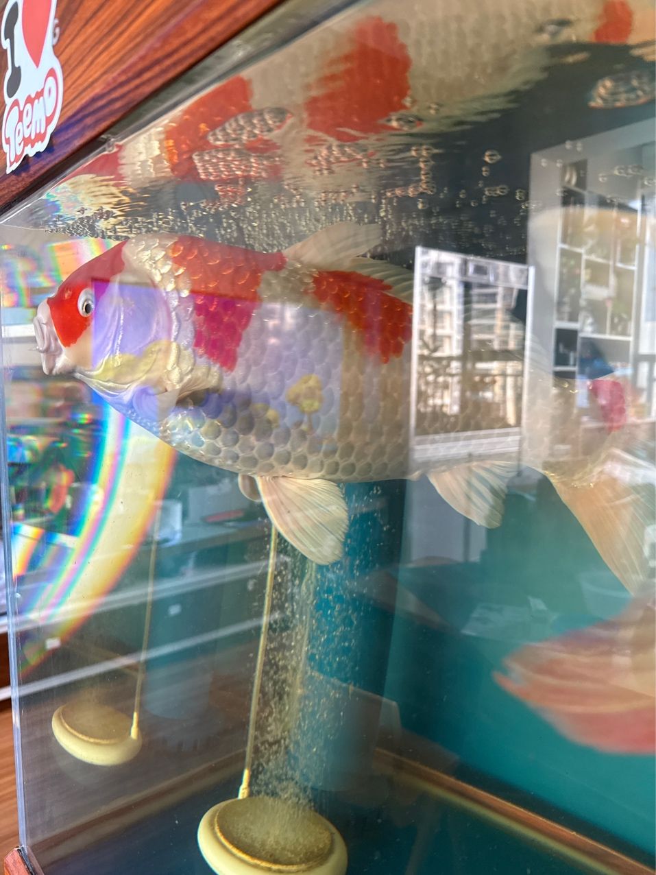 秋天 秋天 龍魚論壇