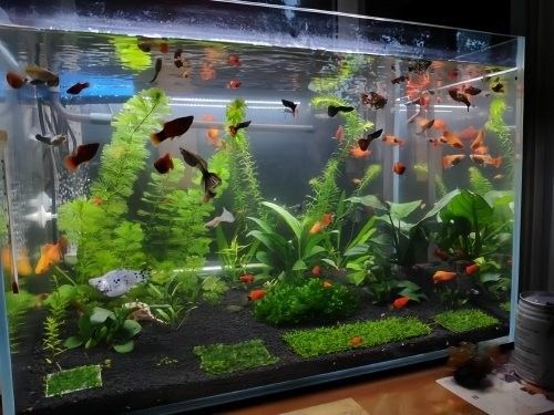 黃粉對龍魚有副作用嗎？ 黃粉對龍魚有副作用嗎？ 龍魚百科 第3張